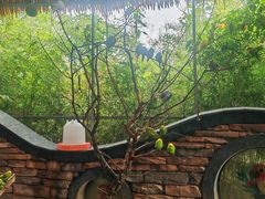 -合肥滨湖国家森林公园