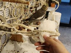 -吉丁鸟咖·异宠·寄养