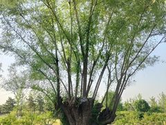 -汉长安城未央宫国家考古遗址公园