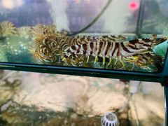 -凯华海鲜火锅·传承三十六年