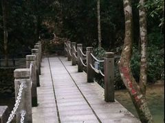 -九龙江国家森林公园