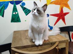 -李小姐の猫咖啡馆(五角场店)