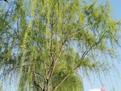 -洨河生态公园