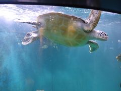 -青岛海底世界-水族馆