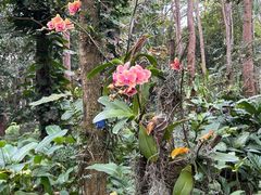 -中国科学院西双版纳热带植物园