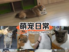 -是阿柴呀！柴犬咖啡·爱喵喵猫咖