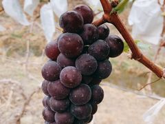 -新塘水果乐园(东洲大道店)