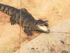 -石家庄市动物园