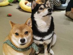 -逗柴咖啡屋·狗咖猫咖宠物桌游