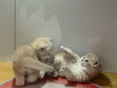 -青奢宠物·青奢猫舍