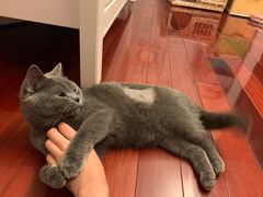 -乐派堂宠物医院·猫友好· 心脏科(东街店)