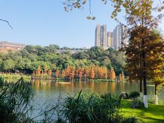 -重庆彩云湖湿地公园