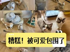 -唐小姐の私宠·宠物洗护美容·撸猫馆·购宠(周浦万达旗舰店)