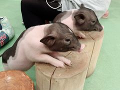 -藦茜花园宠物主题亲子互动体验馆(国顺东路店)
