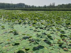 景点-野鸭湖国家湿地公园