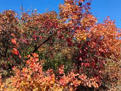 -北京西山国家森林公园