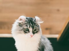 -瞄一喵猫咖(格力海岸店)