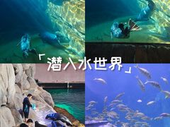 -西安曲江海洋极地公园