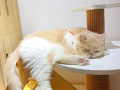 -猫域·湾主题猫咖·宠物吧(南坪城市广场店)
