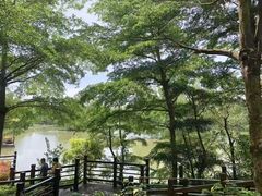 -大湾区中央湿地公园
