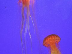 -上海海洋水族馆
