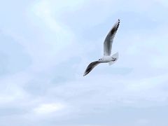 -海埂大坝