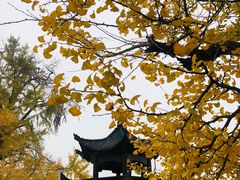 -千年银杏谷文化旅游区