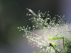 -维乐口腔医院(星海湾分院)