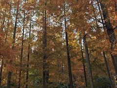 -黄海国家森林公园