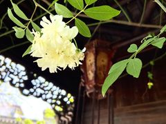 -芥子园