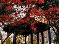 -上海醉白池公园