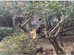 -成都大熊猫繁育研究基地