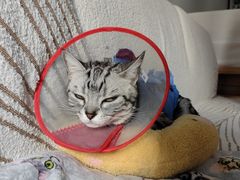 -美联众合动物医院·24h转诊中心