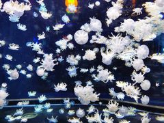 -太平洋海底世界