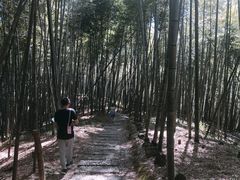 -宁波浙东大竹海景区