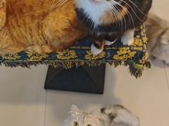 -平行世界·猫咖(首经贸店)