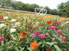 -广东花都香草世界旅游度假区