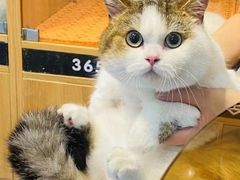 -欣宠猫屋·矮脚拿破仑·蓝金金渐层