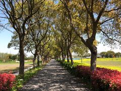 -上海长兴岛郊野公园