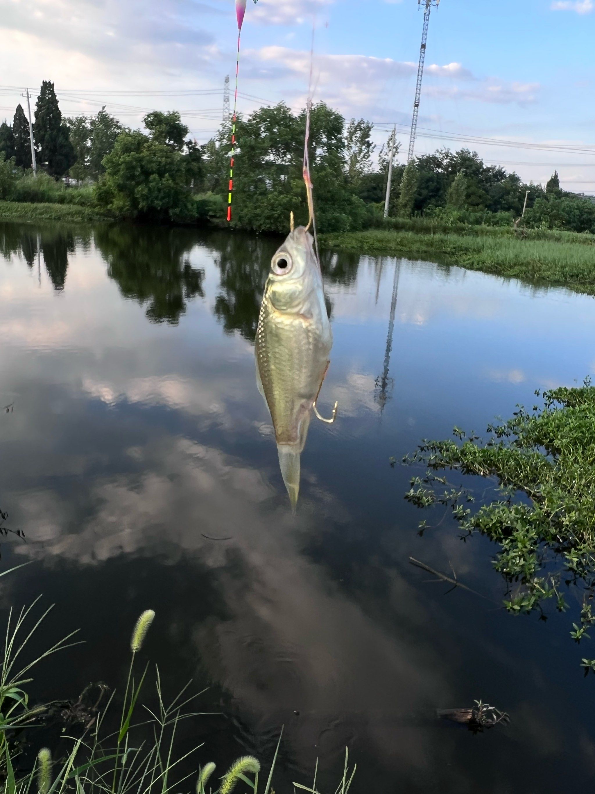 0元玩转这座城#能免费钓鱼的秘密#自驾钓鱼之旅 #钓鱼的乐趣只有钓鱼