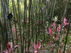 -深圳仙湖植物园