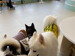 -怪兽屋·羊驼·猫咖·狗咖(俊华广场店)