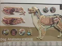 -宠福鑫康馨动物医院·骨科·眼科