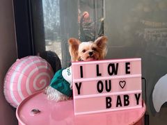 -百好乐宠物友好餐厅(朝外大街店)