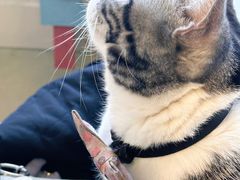 -猫小院猫主题餐厅(南锣旗舰店)