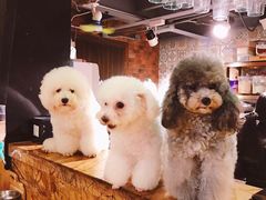 -more than meow吴止猫主题餐厅(承德 中船汇店)