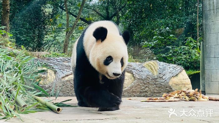 中国大熊猫保护研究中心雅安碧峰峡基地图片