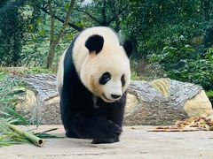 -中国大熊猫保护研究中心雅安碧峰峡基地