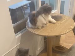 -楼上猫咖(罗湖店)