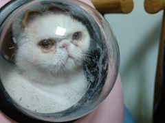 -宠福鑫动物医院(城北分院)